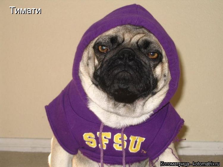 Котоматрица: Тимати