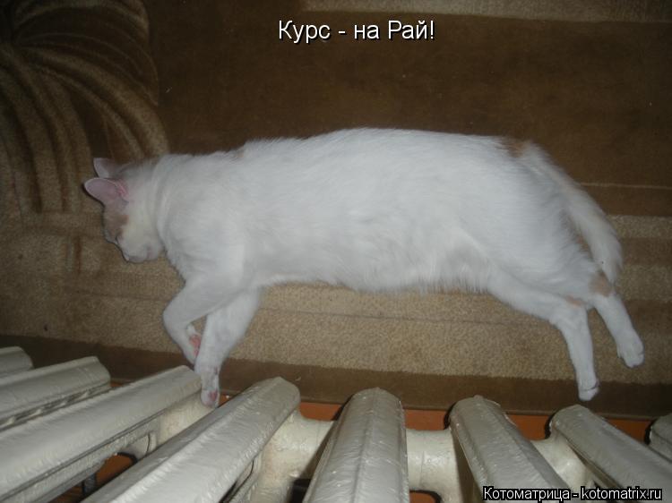 Котоматрица: Курс - на Рай!
