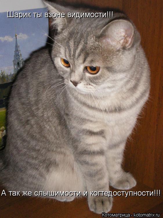Котоматрица: Шарик ты взоне видимости!!! А так же слышимости и когтедоступности!!!