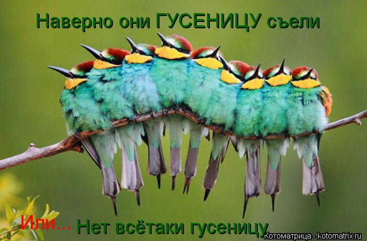 Котоматрица: Наверно они ГУСЕНИЦУ съели Или... Нет всётаки гусеницу