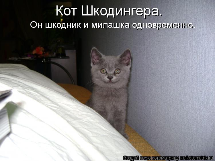 Котоматрица: Кот Шкодингера. Он шкодник и милашка одновременно.