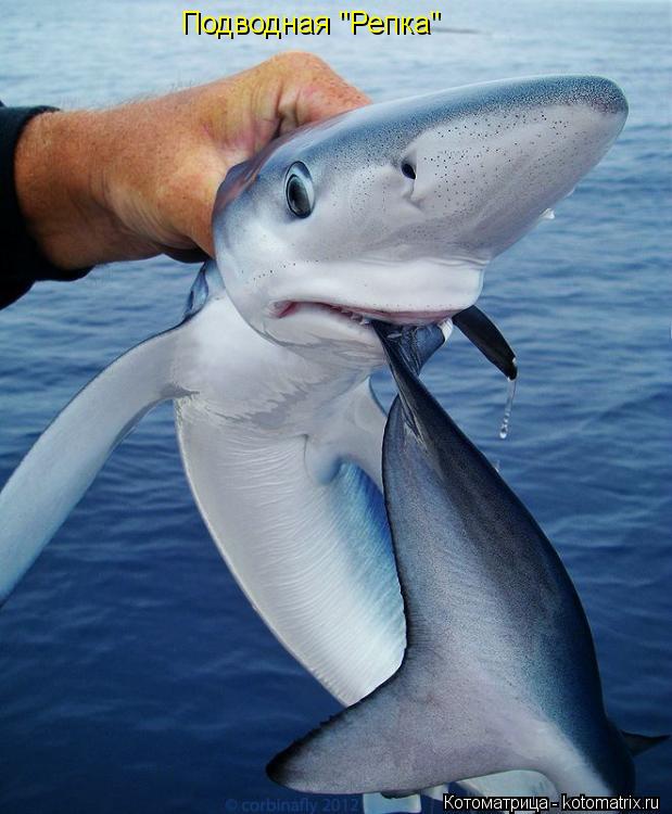 Котоматрица: Подводная "Репка Подводная "Репка"