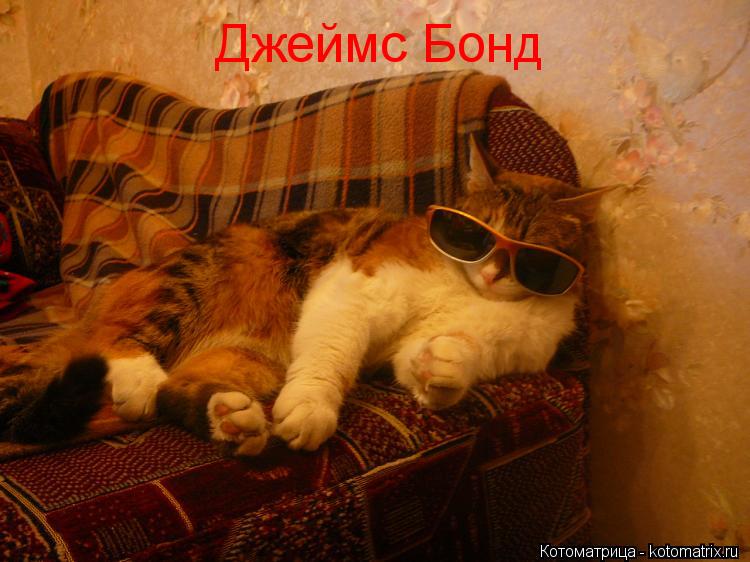 Котоматрица: Джеймс Бонд