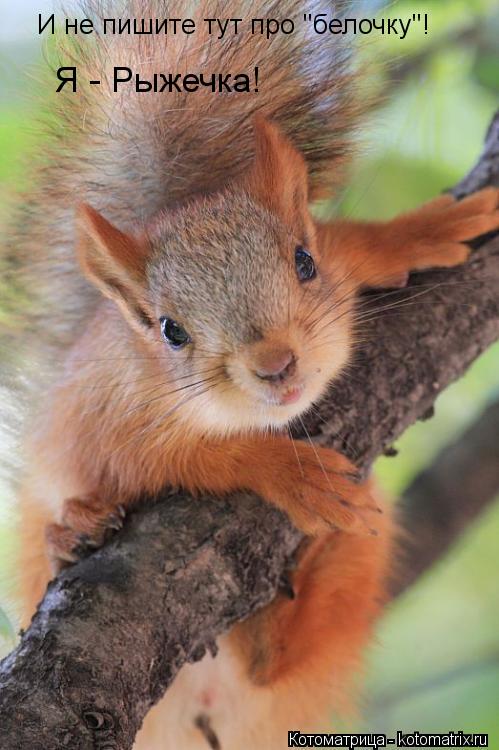Котоматрица: И не пишите тут про "белочку"! Я - Рыжечка!
