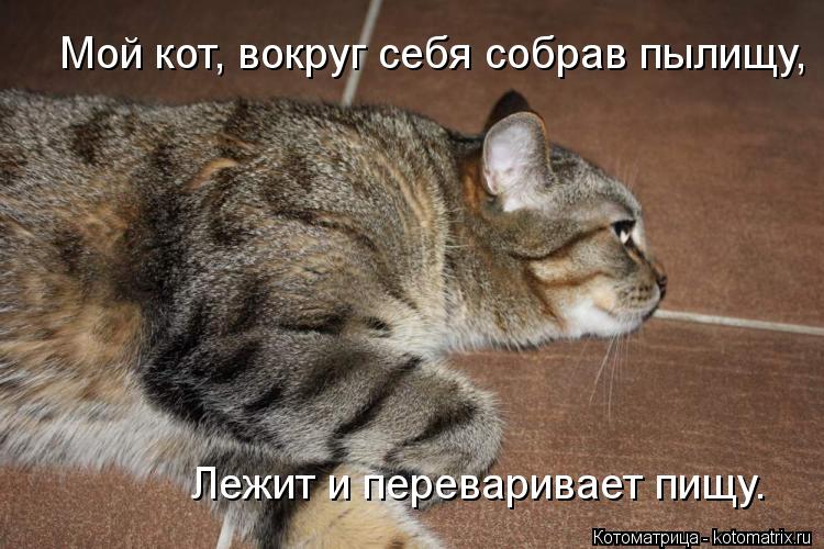 Котоматрица: Мой кот, вокруг себя собрав пылищу,     Лежит и переваривает пищу. Лежит и переваривает пищу.