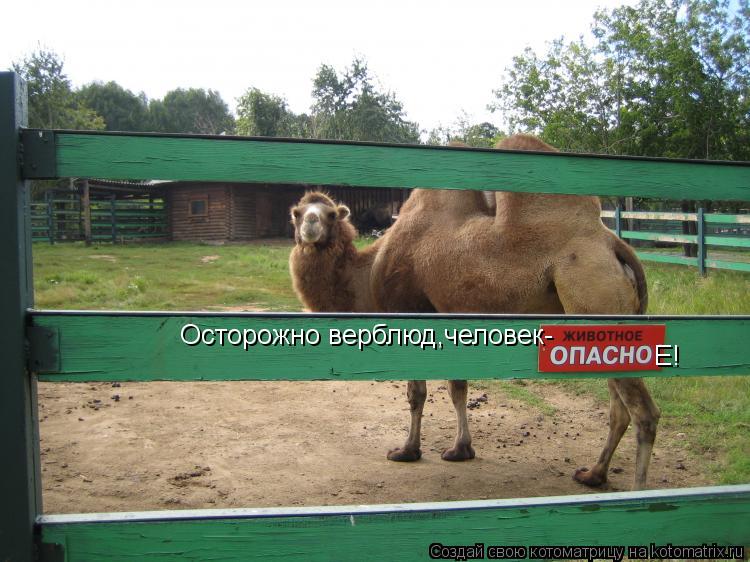 Котоматрица: человек- Е! Осторожно верблюд,