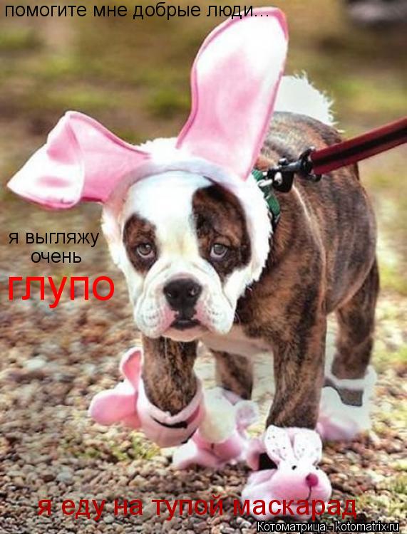 Котоматрица: помогите мне добрые люди...  я выгляжу очень глупо  я еду на тупой маскарад