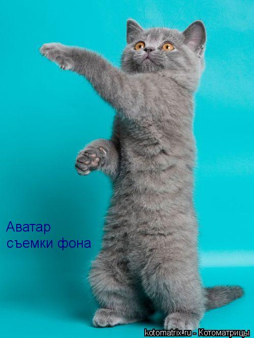 Котоматрица: Аватар съемки фона