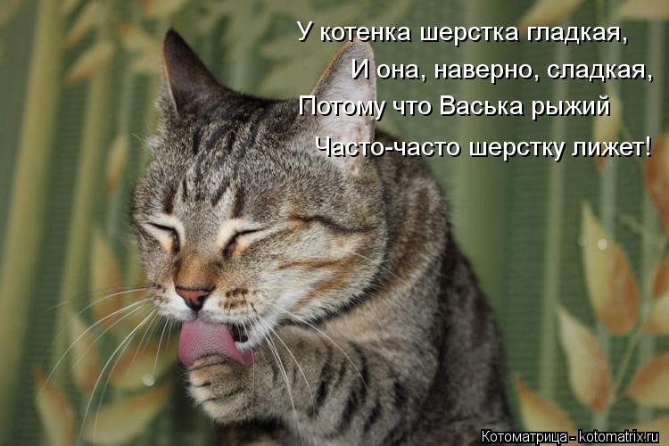 У котенка шерстка гладкая, И она, наверно, сладкая, Потому что Васька рыжий Часто-часто шерстку лижет... Котоматрица: У котенка шерстка гладкая, И она, наверно, сладкая, Потому что Васька рыжий Часто-часто шерстку лижет!