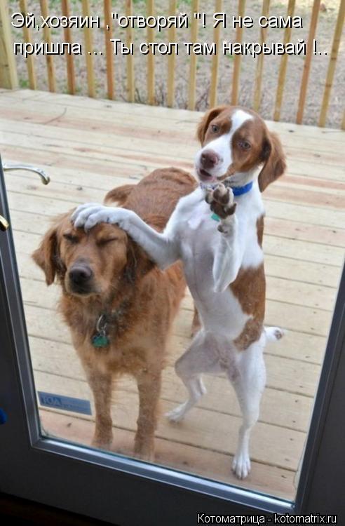 Котоматрица: пришла ... Ты стол там накрывай !.. Эй,хозяин ,"отворяй "! Я не сама