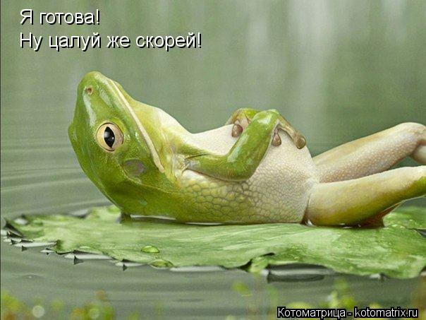 Котоматрица: Я готова!  Ну цалуй же скорей!