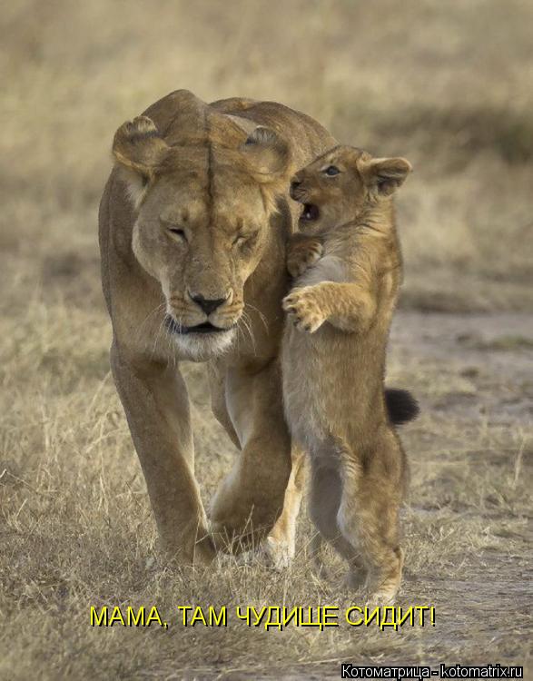 Котоматрица: МАМА, ТАМ ЧУДИЩЕ СИДИТ!