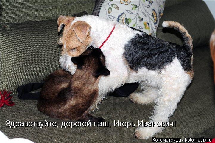 Котоматрица: Здравствуйте, дорогой наш, Игорь Иванович!