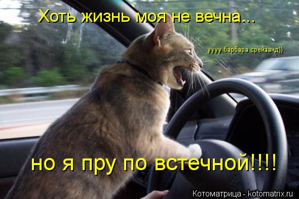 Котоматрица: Хоть жизнь моя не вечна... но я пру по встечной!!!! уууу барбара срейзанд))