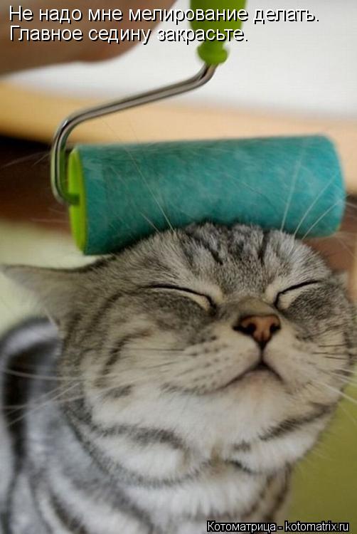 Котоматрица: Не надо мне мелирование делать. Главное седину закрасьте.