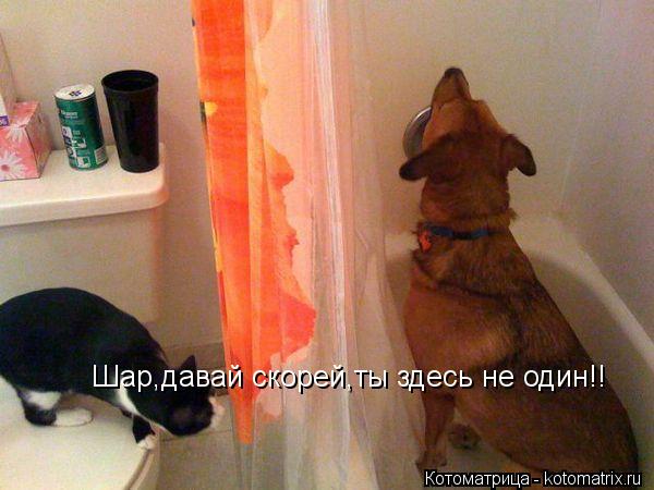 Шар,давай скорей,ты здесь не один!!... Котоматрица: Шар,давай скорей,ты здесь не один!!