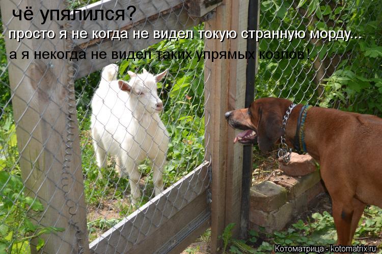Котоматрица: чё упялился? просто я не когда не видел токую странную морду... а я некогда не видел таких упрямых козлов !