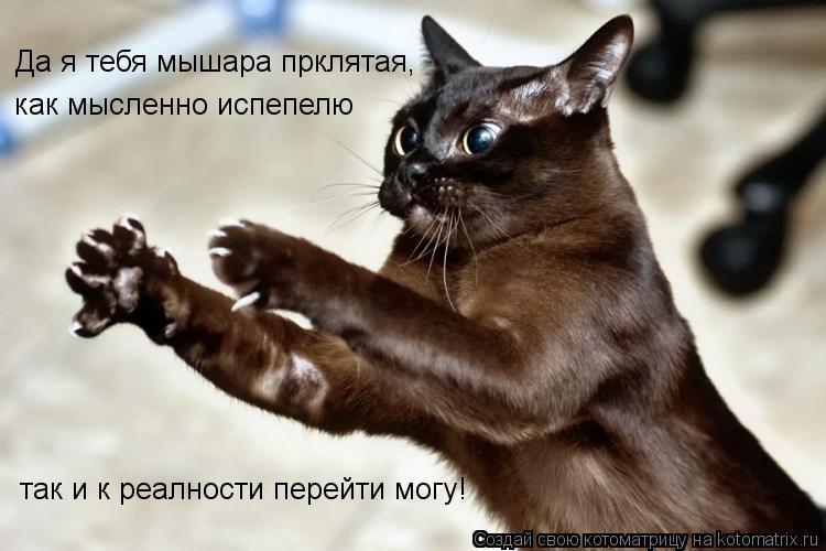Котоматрица: Да я тебя мышара прклятая, как мысленно испепелю  так и к реалности перейти могу!