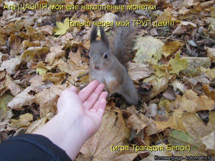 Котоматрица: Ага ЩАЗ!!!Я мои еле накопленые монетки Только через мой ТРУП дам!!! (игра Трагедия Белок)