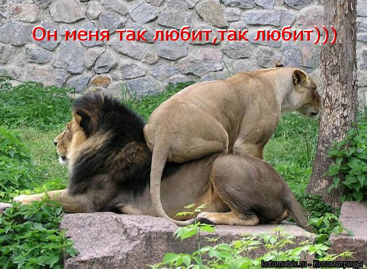 Он меня так любит,так любит))) Он меня так любит,так любит))) Он меня так любит,так любит)))... Котоматрица: Он меня так любит,так любит))) Он меня так любит,так любит))) Он меня так любит,так любит)))
