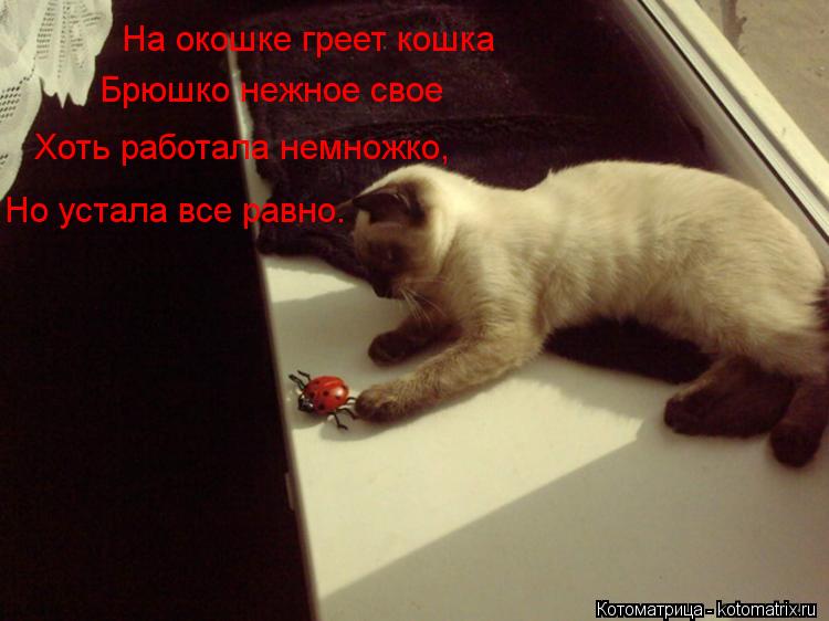 Котоматрица: На окошке греет кошка Брюшко нежное свое Хоть работала немножко, Но устала все равно.