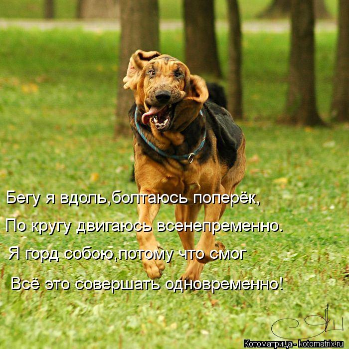 Котоматрица: Бегу я вдоль,болтаюсь поперёк, По кругу двигаюсь всенепременно. Я горд собою,потому что смог Всё это совершать одновременно!