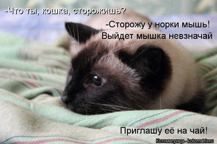 -Что ты, кошка, сторожишь? -Сторожу у норки мышь! Выйдет мышка невзначай Приглашу её на чай!... Котоматрица: -Что ты, кошка, сторожишь? -Сторожу у норки мышь! Выйдет мышка невзначай Приглашу её на чай!