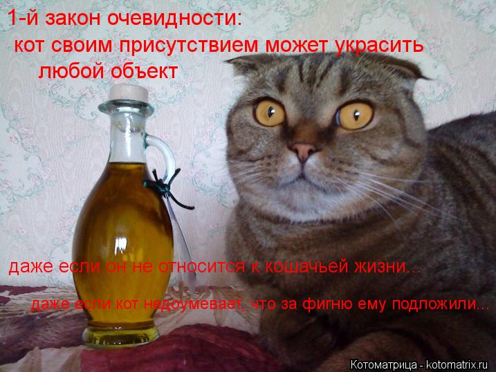 Котоматрица: 1-й закон очевидности: кот своим присутствием может украсить  любой объект даже если он не относится к кошачьей жизни... даже если кот недоум