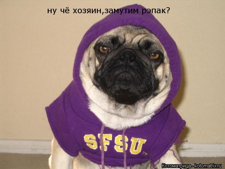 Котоматрица: ну чё хозяин,замутим рэпак?