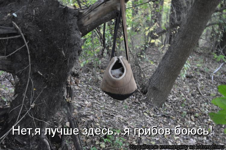 Котоматрица: Нет,я лучше здесь...я грибов боюсь!