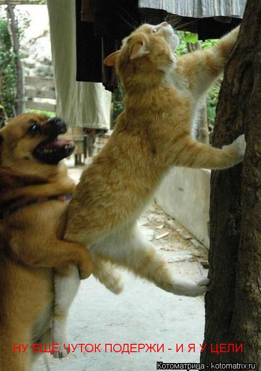 НУ ЕЩЁ ЧУТОК ПОДЕРЖИ - И Я У ЦЕЛИ.... Котоматрица: НУ ЕЩЁ ЧУТОК ПОДЕРЖИ - И Я У ЦЕЛИ.
