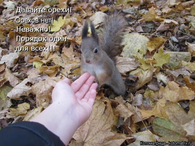 Котоматрица: - Давайте орехи! - Орехов нет! - Неважно!  Порядок один для всех!!!