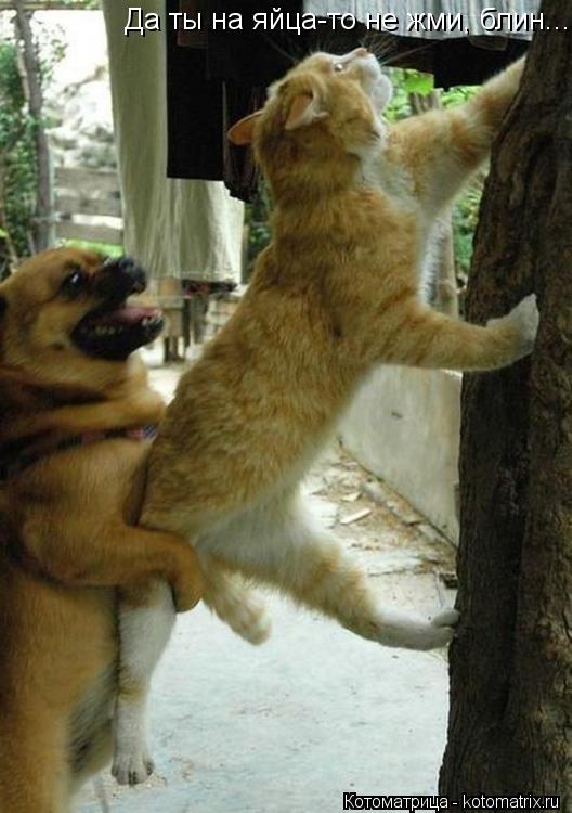 Котоматрица: Да ты на яйца-то не жми, блин...