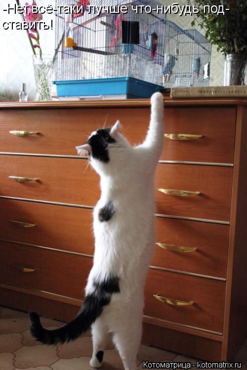 Котоматрица: -Нет,всё-таки лучше что-нибудь под- ставить!
