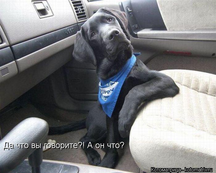 Котоматрица: Да что вы говорите?! А он что?