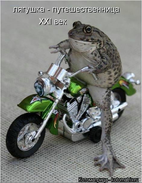 Котоматрица: лягушка - путешественница XXI век