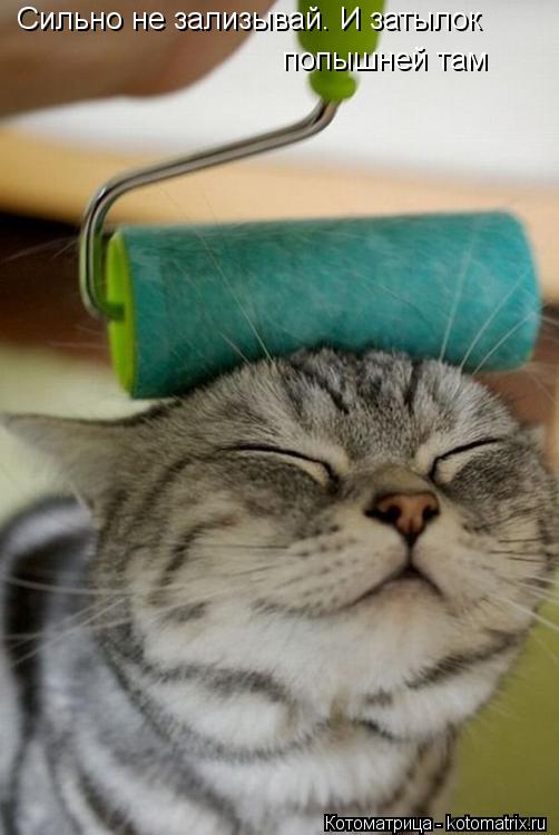 Котоматрица: Сильно не зализывай. И затылок  попышней там