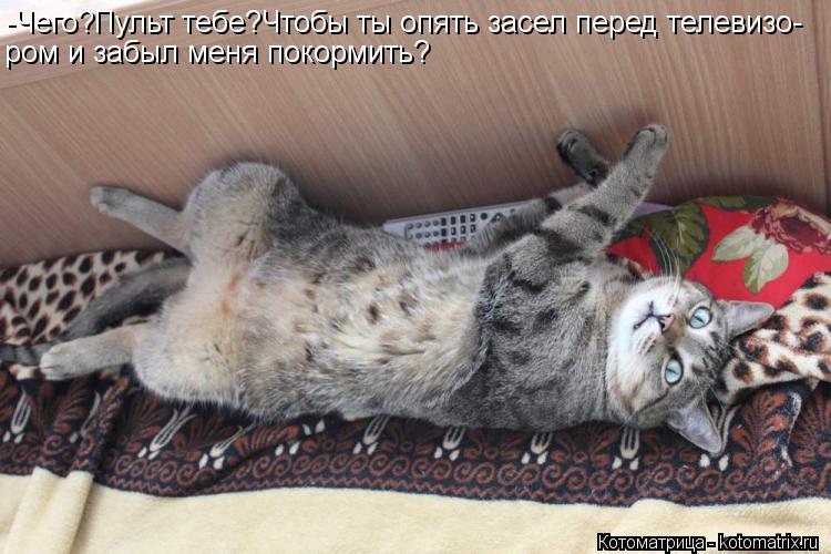 Котоматрица: -Чего?Пульт тебе?Чтобы ты опять засел перед телевизо- ром и забыл меня покормить?