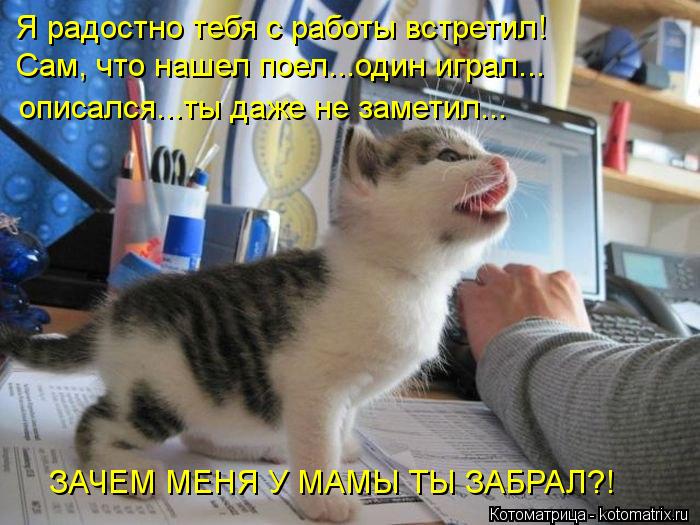 Я радостно тебя с работы встретил! ЗАЧЕМ МЕНЯ У МАМЫ ТЫ ЗАБРАЛ?! Сам, что нашел поел...один играл... ... Котоматрица: Я радостно тебя с работы встретил! ЗАЧЕМ МЕНЯ У МАМЫ ТЫ ЗАБРАЛ?! Сам, что нашел поел...один играл... описался...ты даже не заметил...