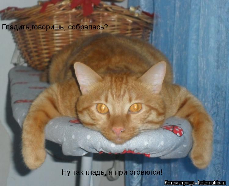 Гладить,говоришь, собралась? Ну так гладь, я приготовился!... Котоматрица: Гладить,говоришь, собралась? Ну так гладь, я приготовился!