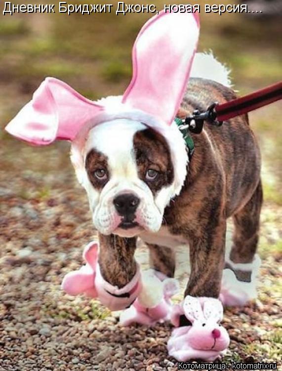 Котоматрица: Дневник Бриджит Джонс, новая версия....
