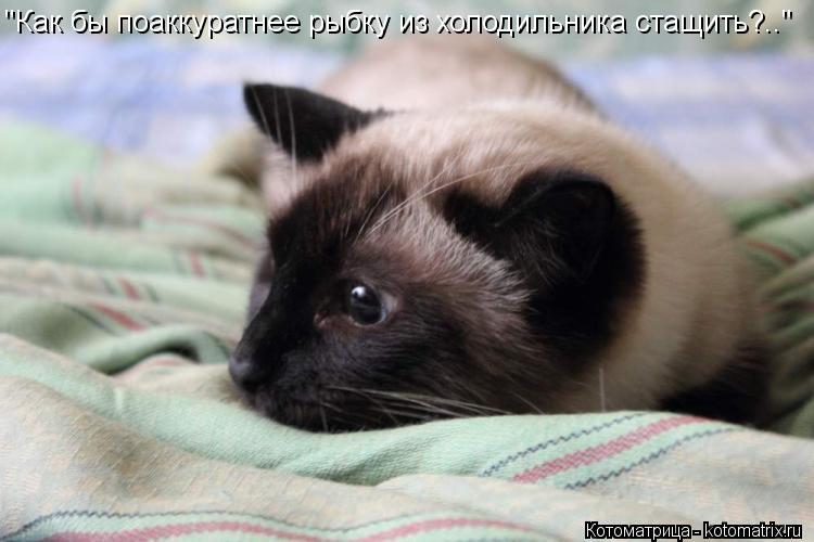 Котоматрица: "Как бы поаккуратнее рыбку из холодильника стащить?.."