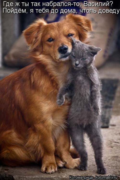 Котоматрица: Где ж ты так набрался-то, Василий? Пойдём, я тебя до дома, чтоль доведу