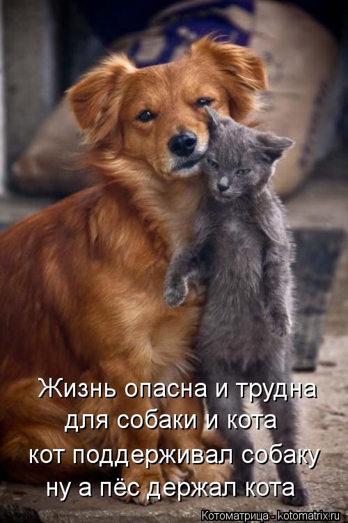 Котоматрица: Жизнь опасна и трудна для собаки и кота кот поддерживал собаку ну а пёс держал кота