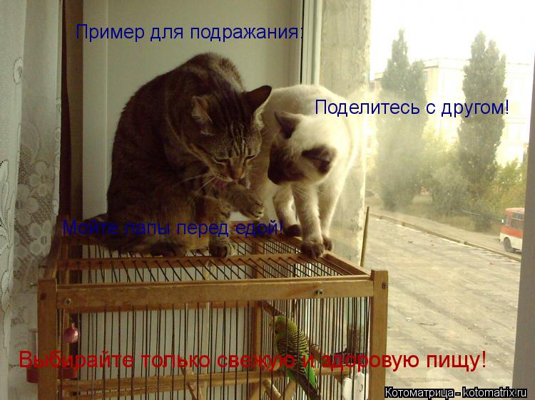 Котоматрица: Мойте лапы перед едой! Пример для подражания: Поделитесь с другом! Выбирайте только свежую и здоровую пищу!