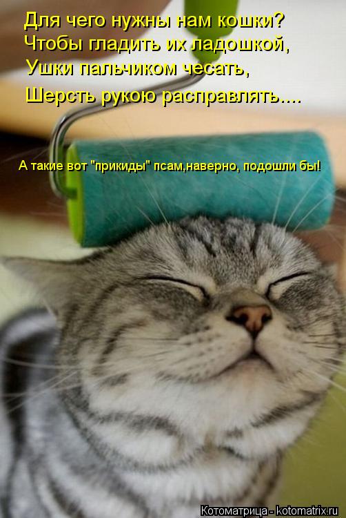 Котоматрица: Для чего нужны нам кошки? Чтобы гладить их ладошкой, Ушки пальчиком чесать, Шерсть рукою расправлять.... А такие вот "прикиды" псам,наверно, по