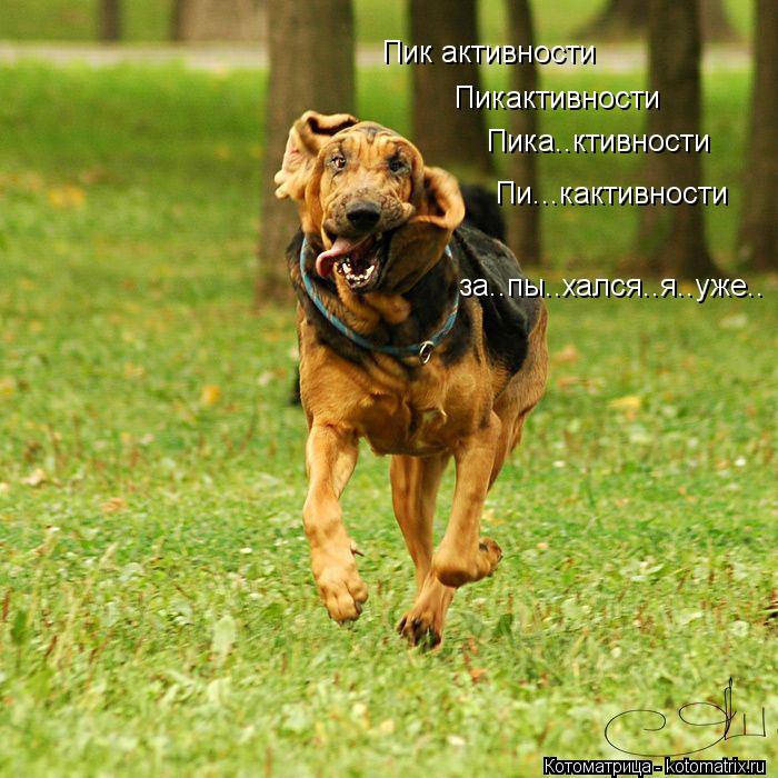 Котоматрица: Пик активности  Пикактивности  Пика..ктивности  Пи...кактивности  за..пы..хался..я..уже..