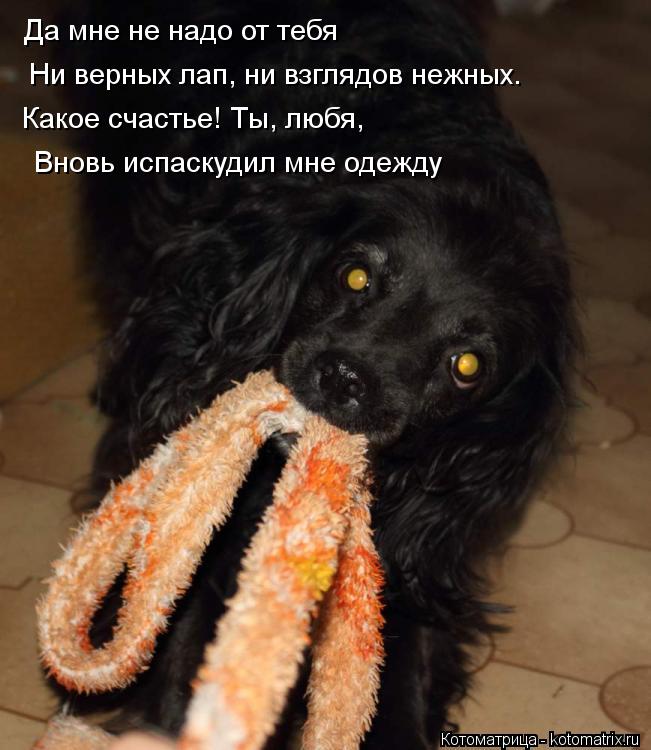 Да мне не надо от тебя Ни верных лап, ни взглядов нежных. Какое счастье! Ты, любя, Вновь испаскуд... Котоматрица: Да мне не надо от тебя Ни верных лап, ни взглядов нежных. Какое счастье! Ты, любя, Вновь испаскудил мне одежду