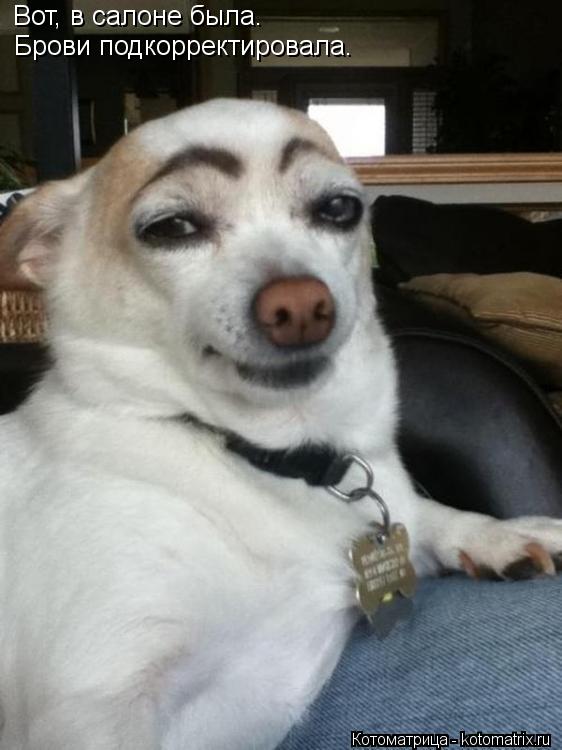 Котоматрица: Вот, в салоне была.  Брови подкорректировала.