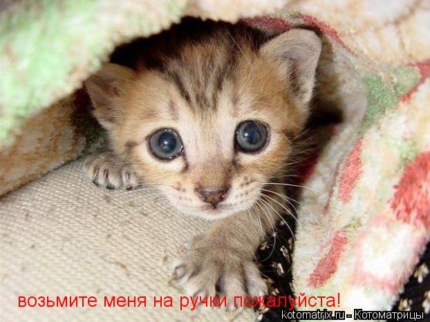 Котоматрица: возьмите меня на ручки пожалуйста!